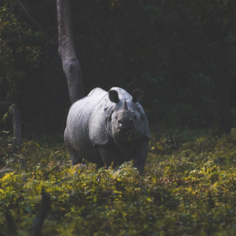 black bear on green grass field during daytime